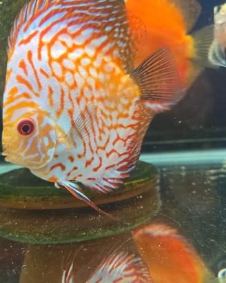 Discus