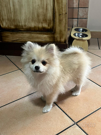 Cucciolo Pomerania