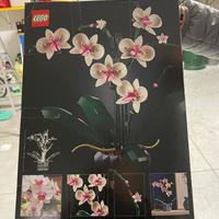 Botanic collection orchid