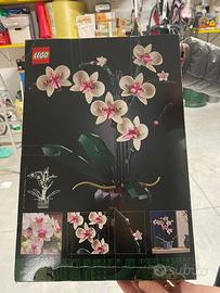 Botanic collection orchid