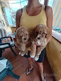 cuccioli di barboncino Toy 