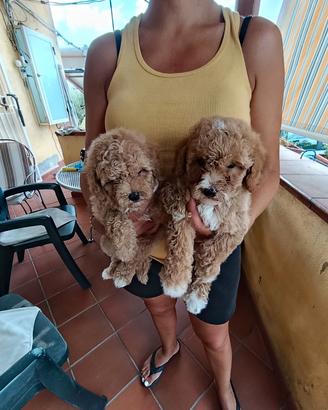 cuccioli di barboncino Toy 