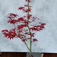 acero deshojo bonsai
