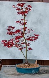 acero deshojo bonsai