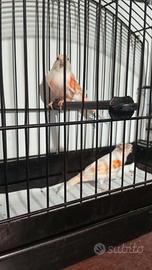 Canarini Allerchini portoghesi