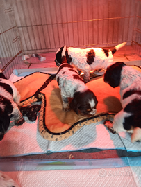 Cocker spaniel cuccioli