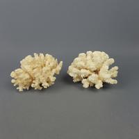 Coppia Coralli Bianchi Pocillopora o Stylophora