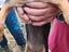 Immagine 1