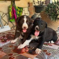 Cuccioli di Border collie
