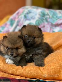 Cuccioli volpino Pomerania maschio
