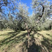 Terreno pianeggiante recintato