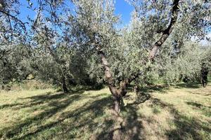 Terreno pianeggiante recintato