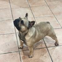 Bulldog francese monta