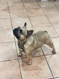 Bulldog francese monta