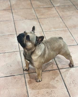 Bulldog francese monta