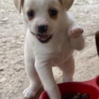 Chihuahua/jack Russel