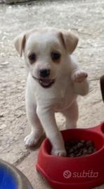 Chihuahua/jack Russel