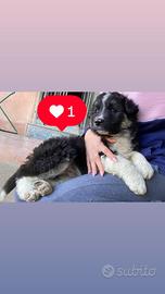 Cucciolo border collie incrocio