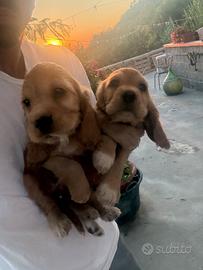 Cocker spaniel