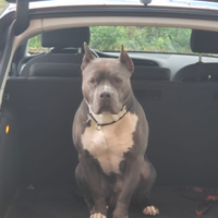 Amstaff maschio per monta
