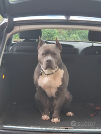 Amstaff maschio per monta