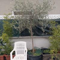 Coppia di Olivi 15 anni (H 200cm) – Già produttivi