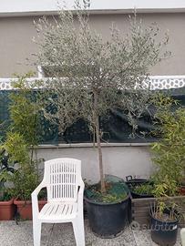 Coppia di Olivi 15 anni (H 200cm) – Già produttivi