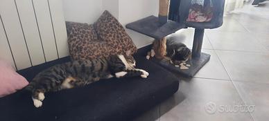 Gatto europeo