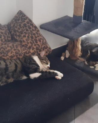 Gatto europeo