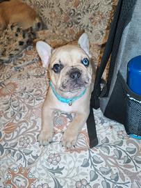 Bulldog francese