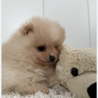 Spitz tedesco volpino nano