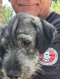 Schnauzer Medio Pepe e Sale
