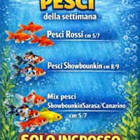 Pesci rossi, Showbounkin, Canarino e Sarasa