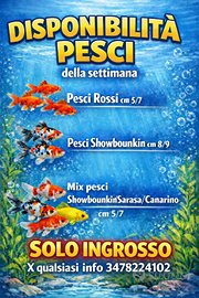 Pesci rossi, Showbounkin, Canarino e Sarasa