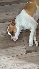 Cucciolo Pitbull