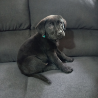 Labrador