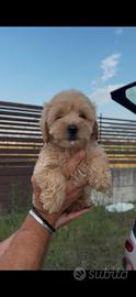 Maltipoo