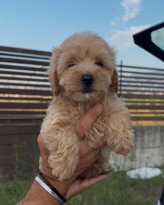 Maltipoo
