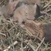 Cuccioli di degu del cile