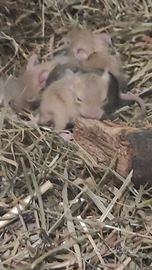 Cuccioli di degu del cile