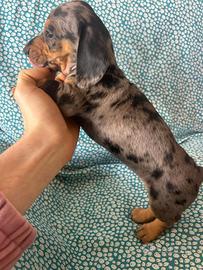 Bassotto Arlecchino silver maschio