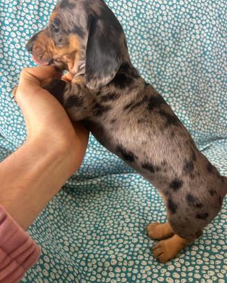 Bassotto Arlecchino silver maschio