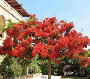 Albero del fuoco (flamboyant)