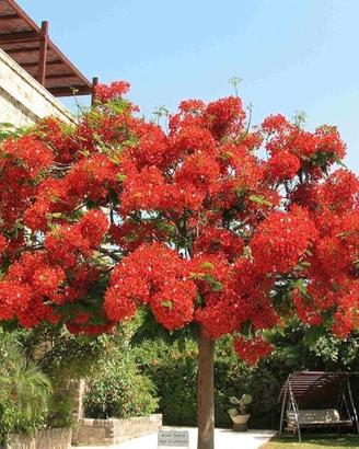 Albero del fuoco (flamboyant)
