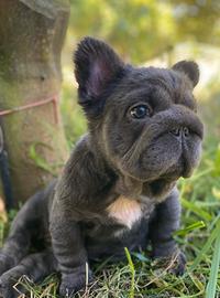 French Bulldog Big Rope Visual Fluffy blue