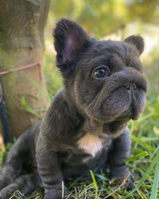 French Bulldog Big Rope Visual Fluffy blue
