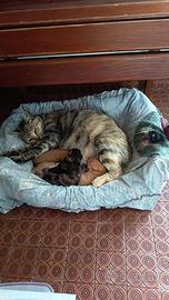 Gattini europei