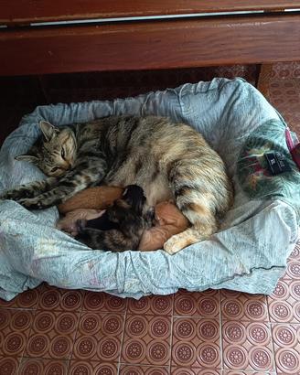 Gattini europei