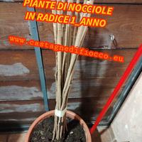 PIANTE DI NOCCIOLE 