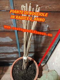 PIANTE DI NOCCIOLE 